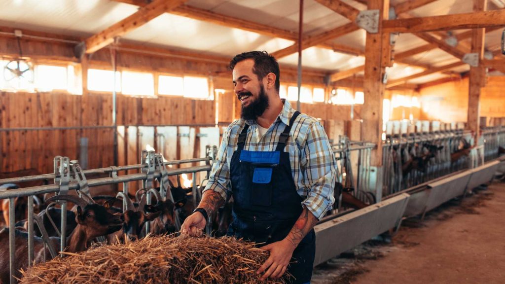 How to Start Goat farming 3