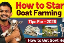 How to Start Goat Farming