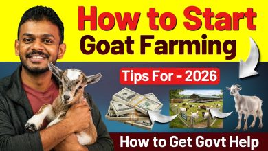 How to Start Goat Farming