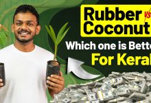 Coconut vs Rubber