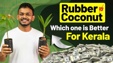 Coconut vs Rubber