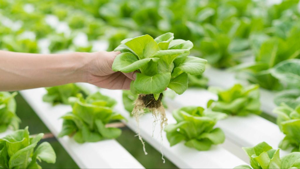 What is Hydroponics