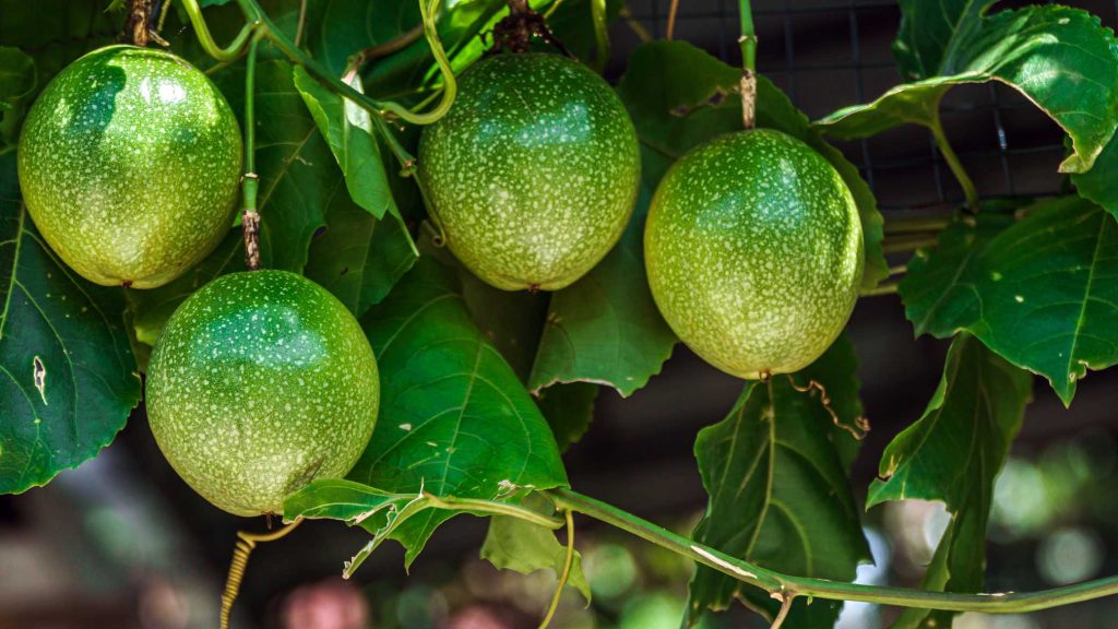 How to Start Passion Fruit Farming
