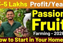 How to Start Passion Fruit Farming