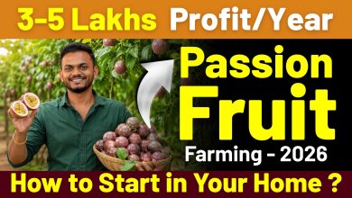 How to Start Passion Fruit Farming