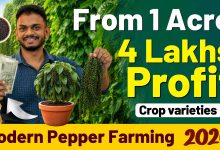 How to Start Pepper Farming
