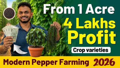 How to Start Pepper Farming