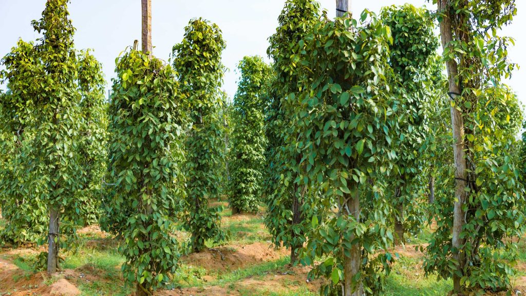 How to Start Pepper Farming