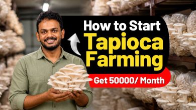 Tapioca Farming